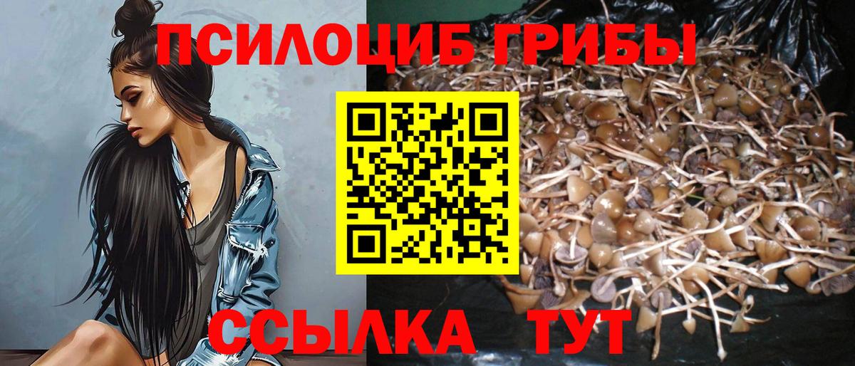 Галлюциногенные грибы Psilocybe Псков